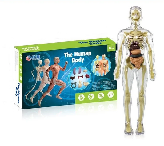 3D Child's Anatomy Model