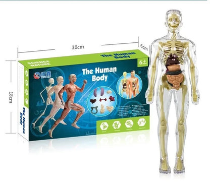 3D Child's Anatomy Model