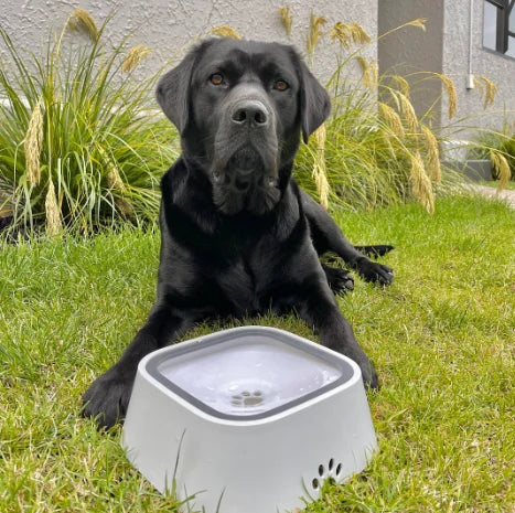 Pet Water Bowl Splash