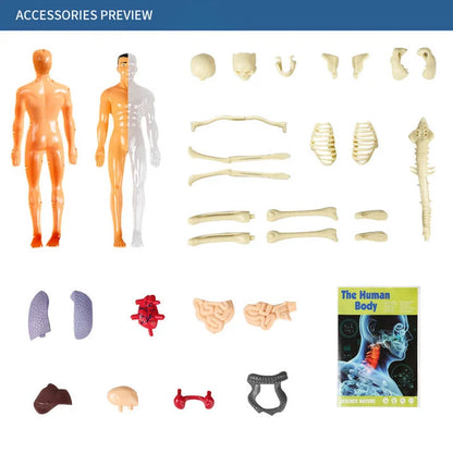 3D Child's Anatomy Model