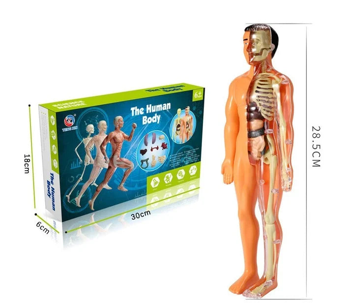3D Child's Anatomy Model