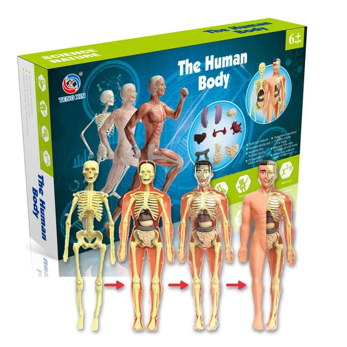3D Child's Anatomy Model